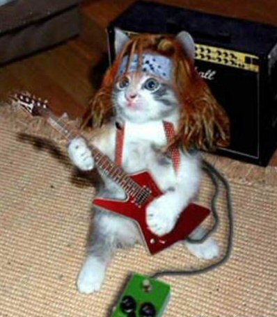rock_star_cat.jpg