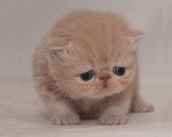 sadcat.jpg