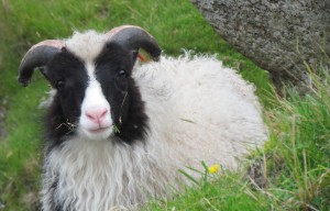 sheep.jpg