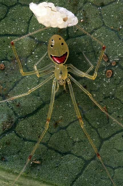 SmileySpiderBBC_431x650.jpg