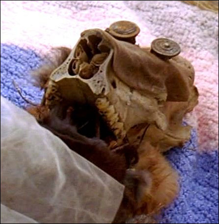 squirrel-baby.jpg