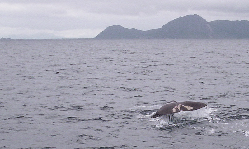 Whale.jpg