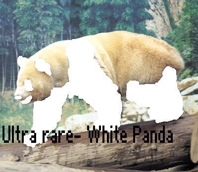 whitepanda.jpg