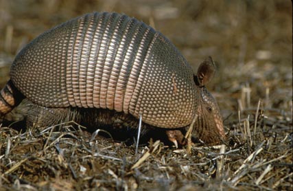 wiki_armadillo.jpg