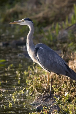 young-heron.jpg