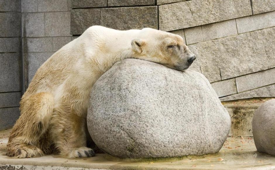 Zoo-Eisb%E4r-Ausruhen-Stoned-Stoned-Grau-Animal-510x510.jpg