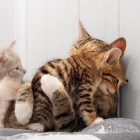 cats.jpg