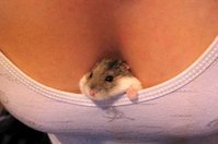 titmouse.jpg
