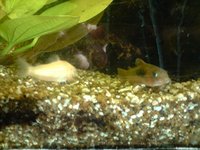 Albino & copper corydoras catfish.JPG