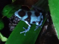 blue dart frog.jpg blue dart frog.jpg