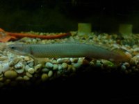 cant remember snakehead.JPG cant remember snakehead.JPG