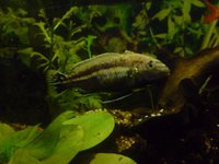 cichlid a.JPG cichlid a.JPG