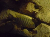 cichlid b.JPG cichlid b.JPG