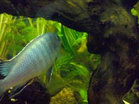 cichlid d.JPG cichlid d.JPG