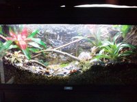 frogs tank.jpg frogs tank.jpg
