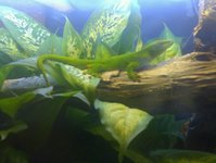 giantdaygecko.jpg giantdaygecko.jpg