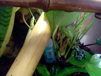 gold dusk and frog.JPG gold dusk and frog.JPG