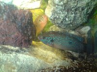 Jewel cichlid.JPG Jewel cichlid.JPG