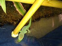 month old due to shed skin 2.jpg month old due to shed skin 2.jpg