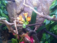 red eye tree frogs.jpg red eye tree frogs.jpg