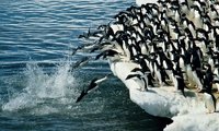 penguins_800x480.jpg