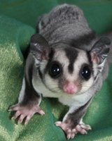 sugar glider.JPG
