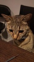 cat.jpg