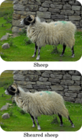 sheared_sheep.png