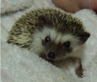 hedgehog.jpg