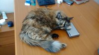 IMG_20160911_150158576.jpg
