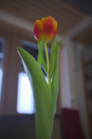 DSCF6127-2.png
