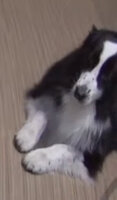 dog.jpg