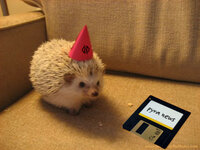 happyhedgehog.jpg