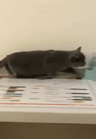 katze_einsortiert.gif