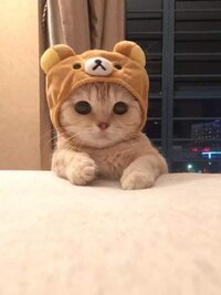 cat.jpg