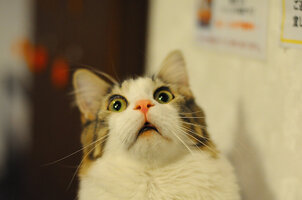 catsuprise.jpg