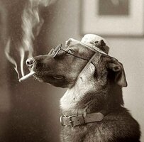 dog.jpg