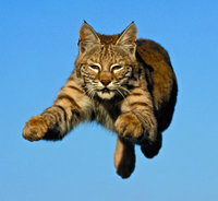 bobcat.jpg