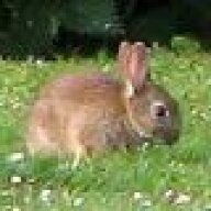 bunny