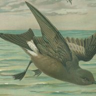 Sturmvogel