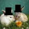 rabbits with hats