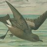Sturmvogel