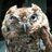 scops