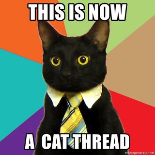 this-is-now-a-cat-thread.jpg