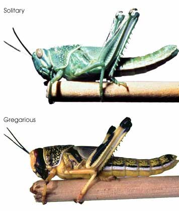 DesertLocust.jpeg