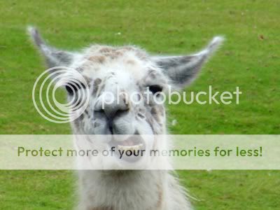 Llama.jpg