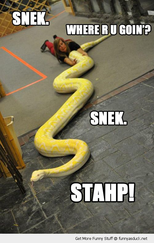 funny-girl-grabbing-snake-anaconda-dragging-snek-stahp-pics.jpg