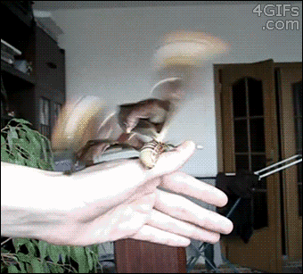 Huge-Atlas-moth-crawls.gif