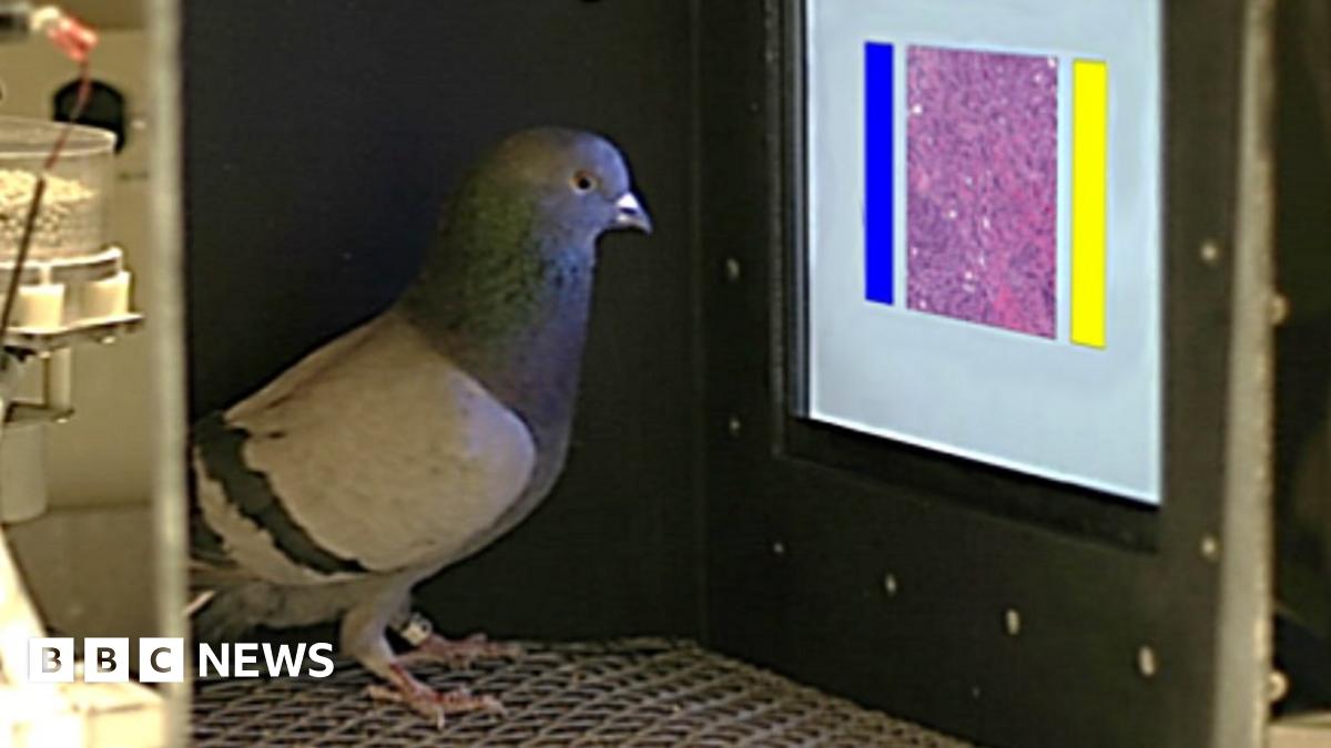www.bbc.com