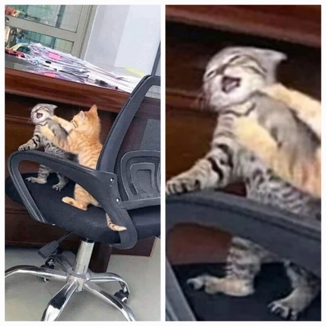 n3UoLDOD.jpeg